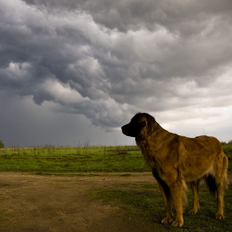 What Is the Best Way To Celebrate National Pet Preparedness Month?