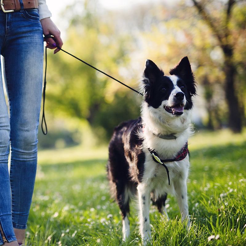 How to Get Ready for Summertime Walks