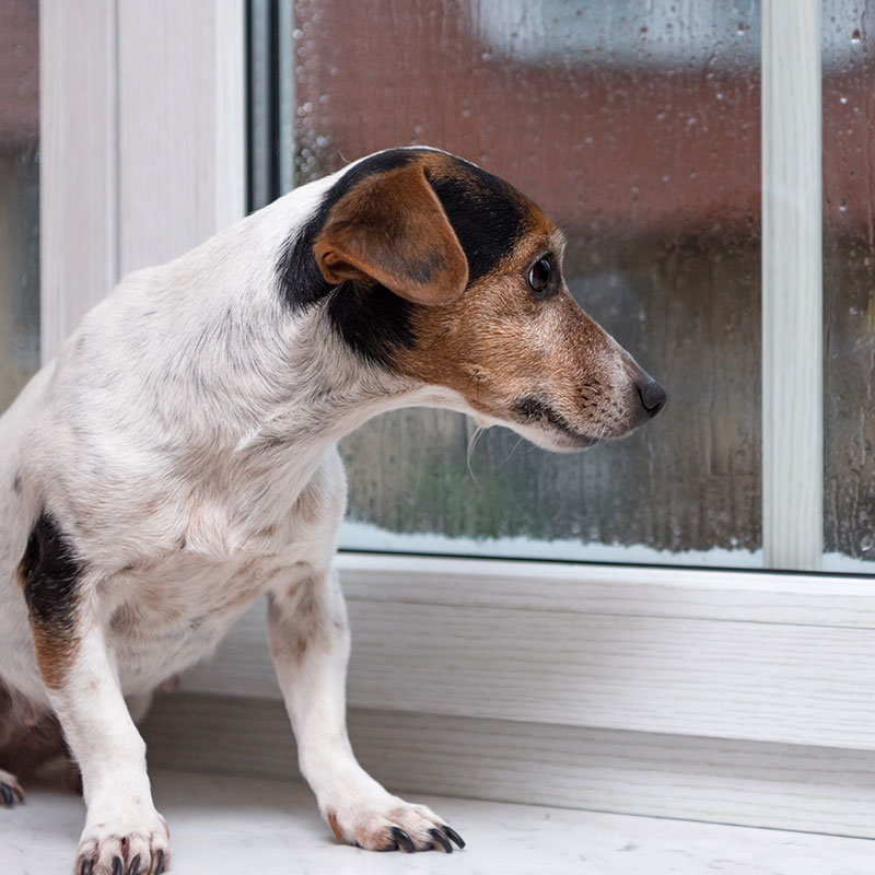 Pet Anxiety: How to Help Your Anxious Pup
