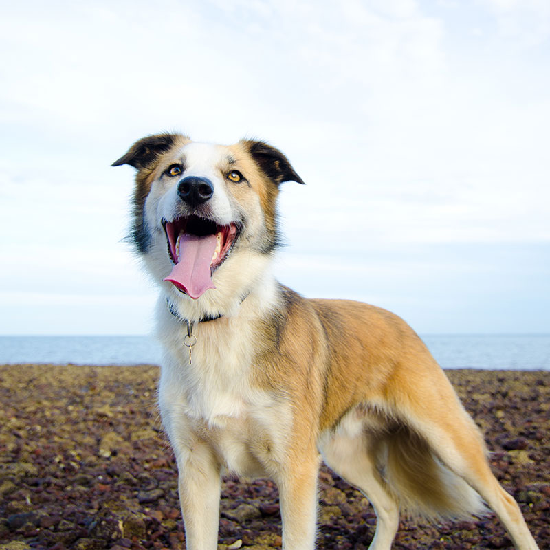  How to Give Your Dog the Best Possible Pet Appreciation Week