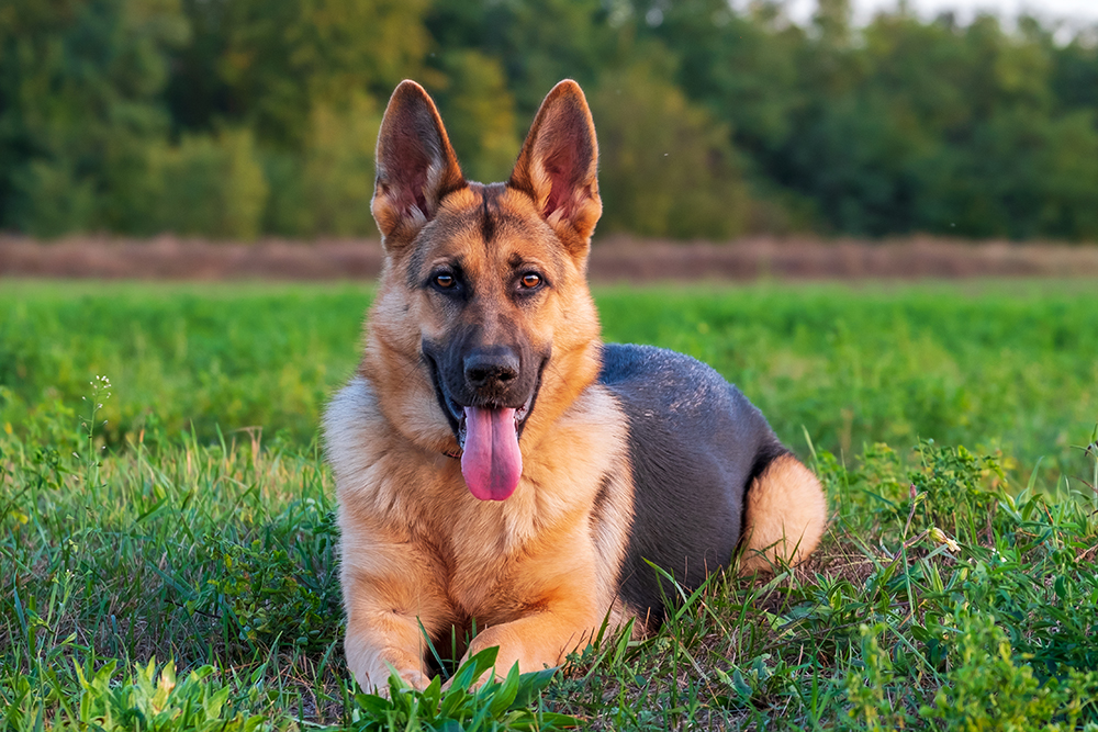 Meet the Dog Breed: German Shepherd