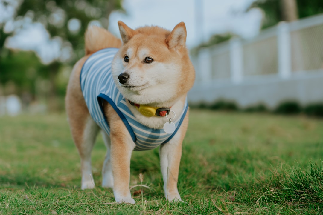 Dress to Impress: Discover the Best Stylish Dog Clothing Brands