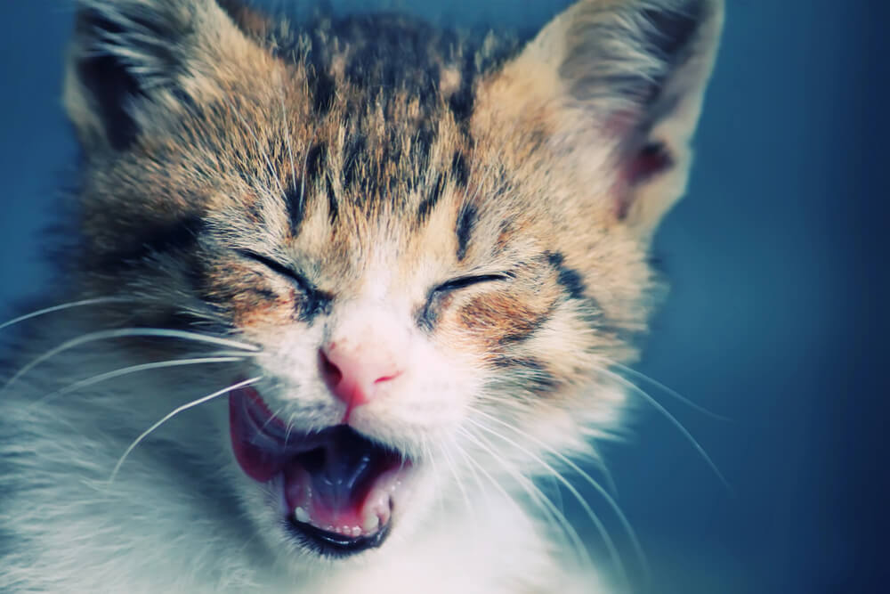 7 Best Dental Treats for Cats