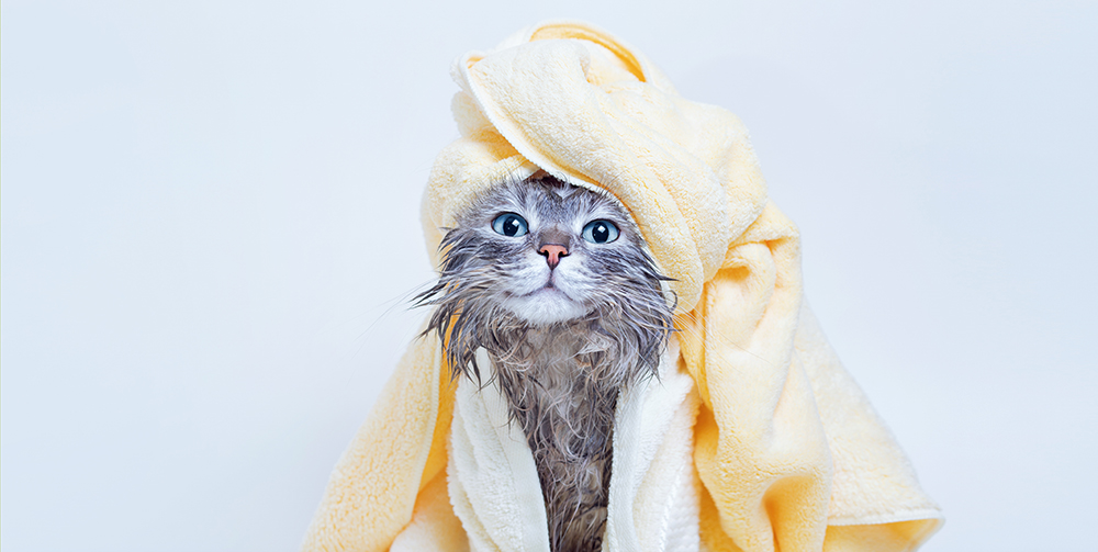 When and How To Give Your Cat a Bath