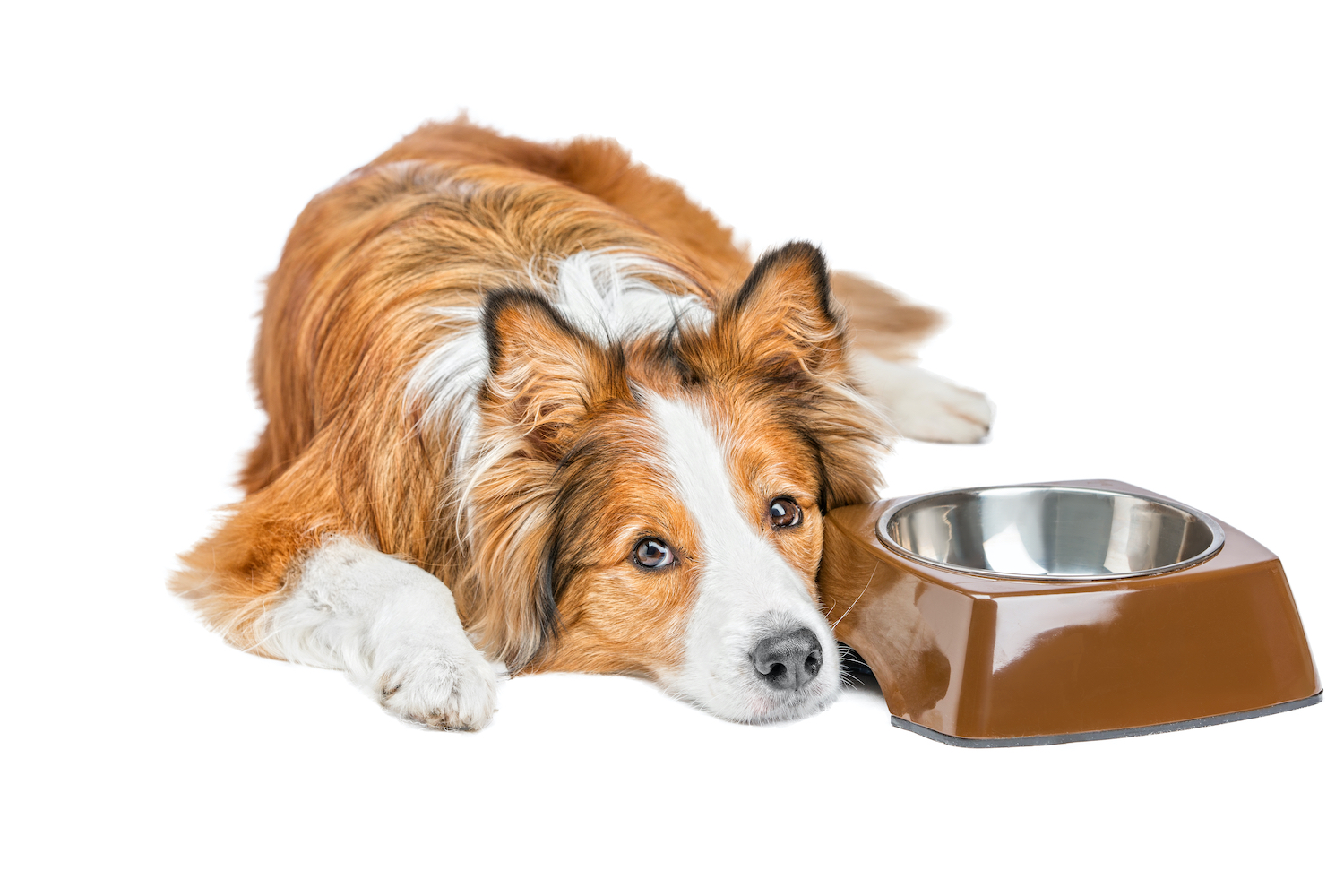 7 Ways To Soothe a Vomiting Dog's Stomach