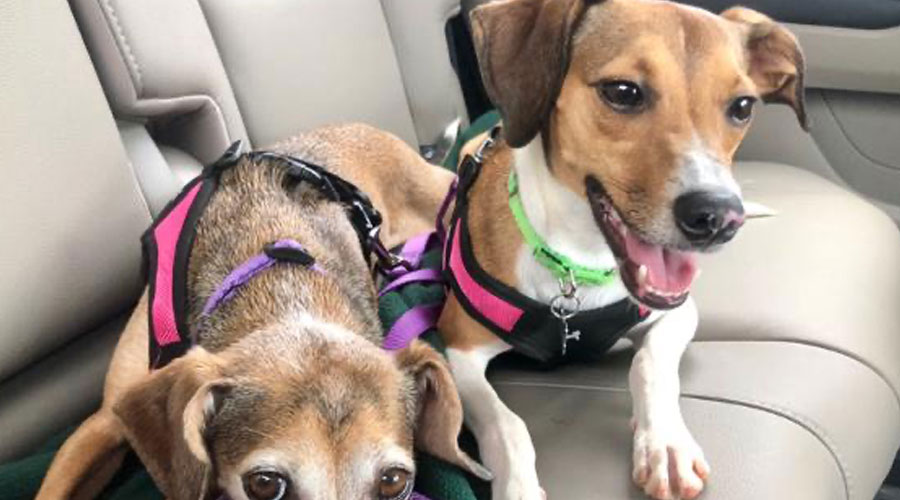 Gooby Dog Harnesses and Their Benefits