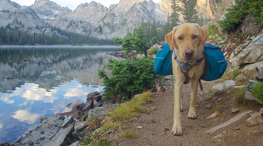 Hiking With Your Dog - Tips and Tricks