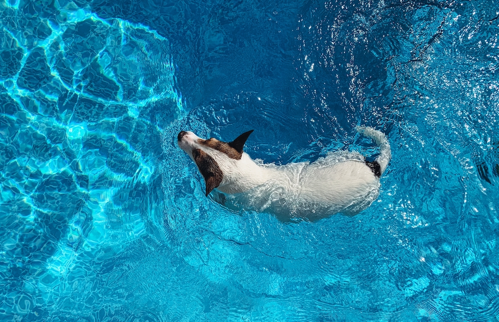 5 Tips for Teaching Your Dog How To Swim