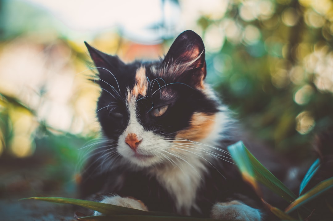 How to Build a Bulletproof Feline Immune System