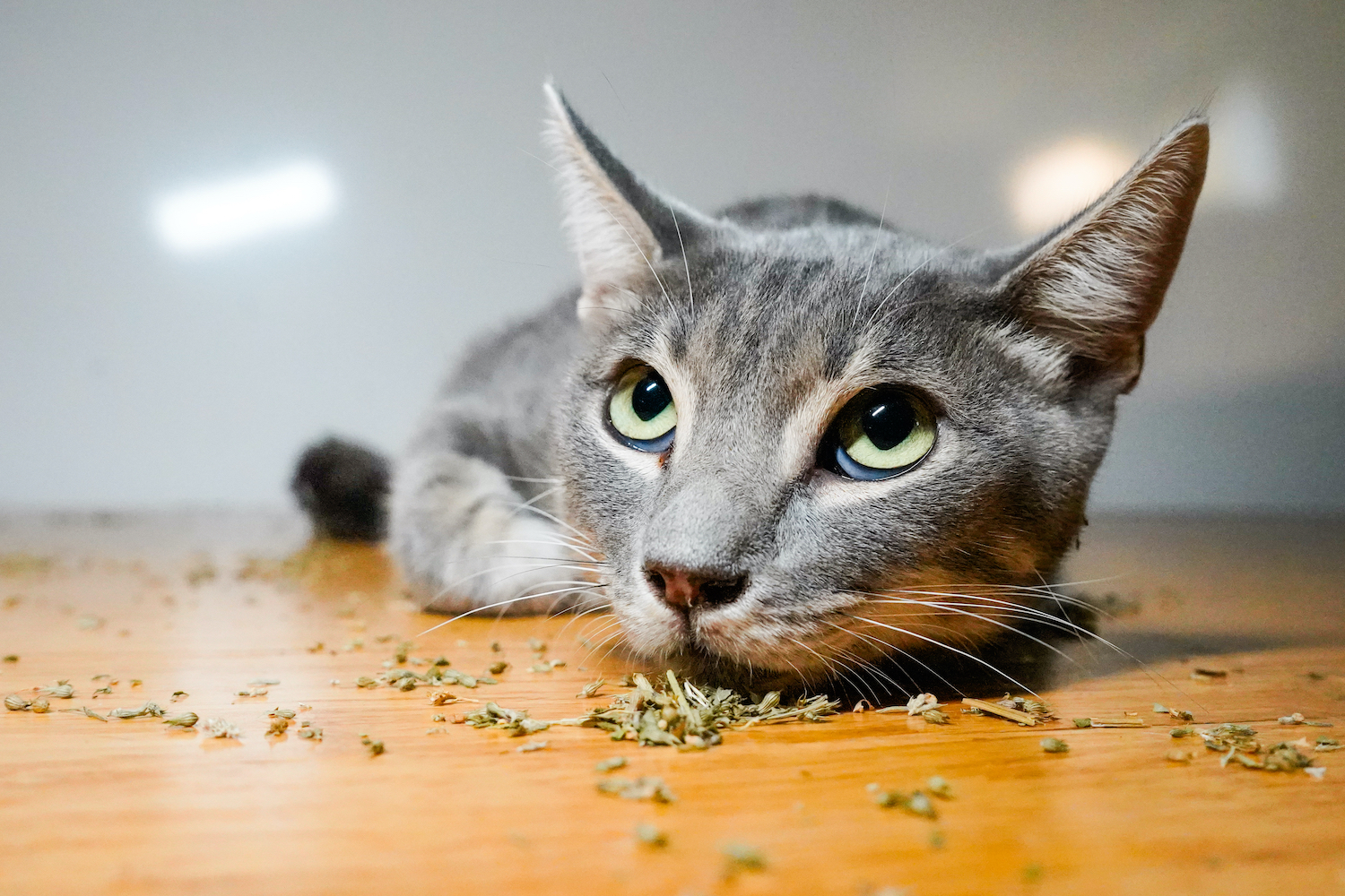 What You Need To Know About Catnip