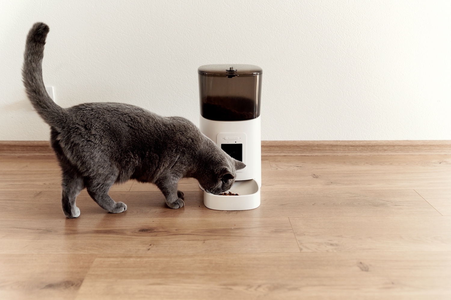 Reviewing Some of the Best Automatic Pet Feeders for Cats