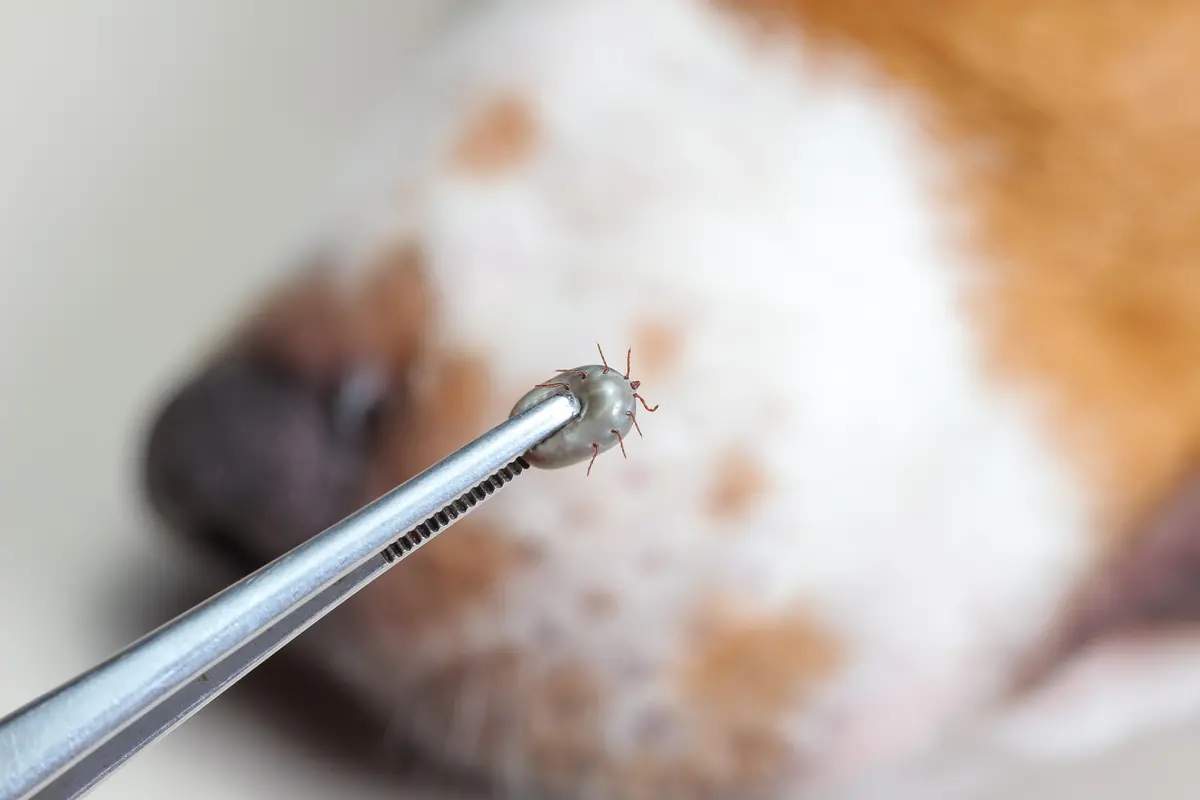 Protecting Your Pet: The Best Flea & Tick Prevention Products