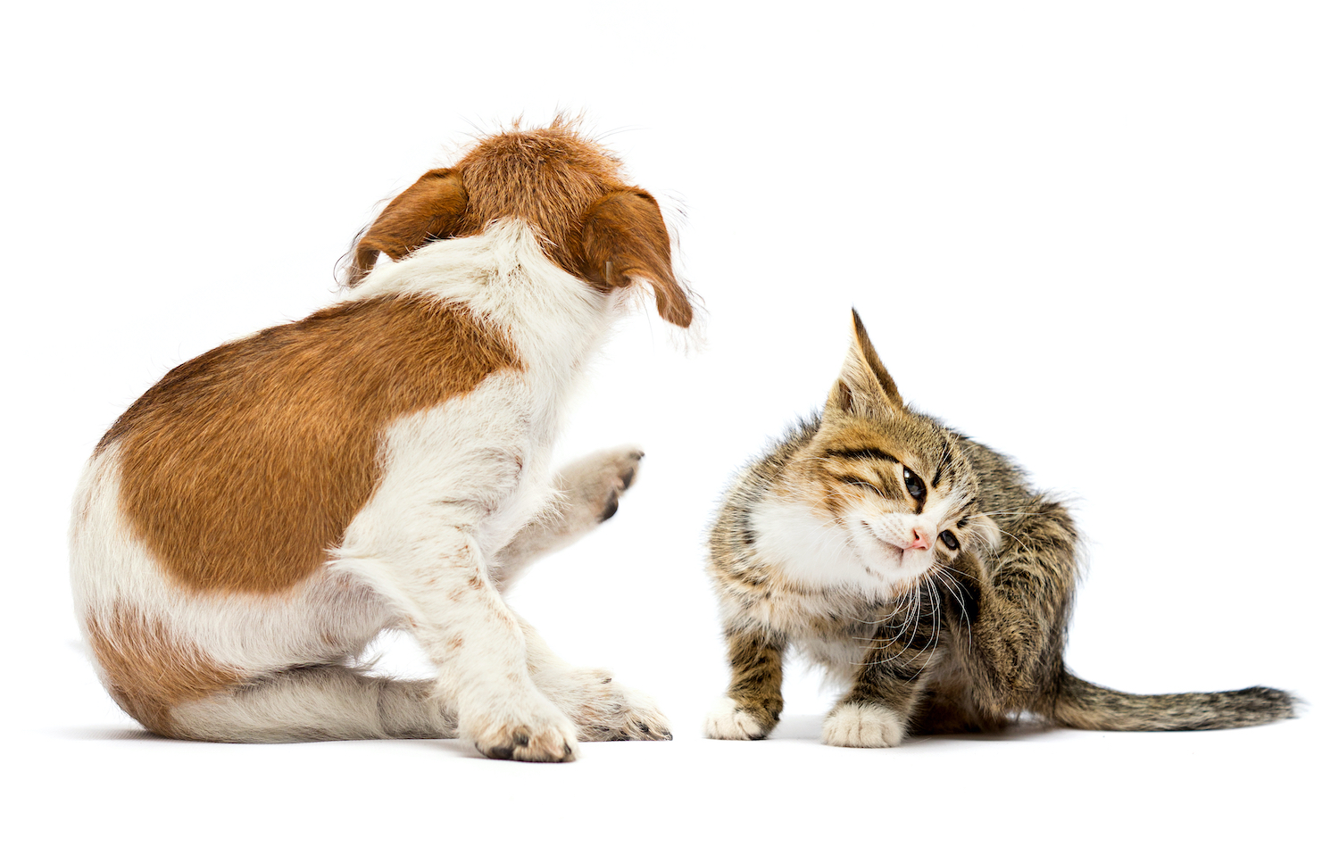 How to Treat Pets With Allergies