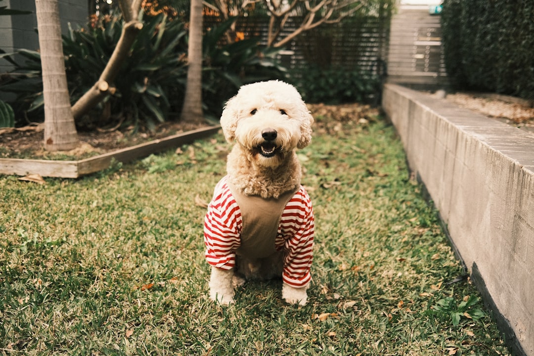 From Hoodies to Outfits: Your Pup's Wardrobe Awaits!