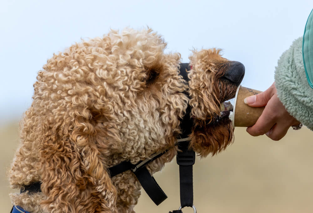 What Is a Pup Cup?