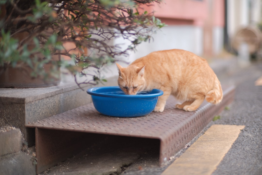 From Diabetes to Senior Years: Tailoring Your Cat's Diet for Optimal Health