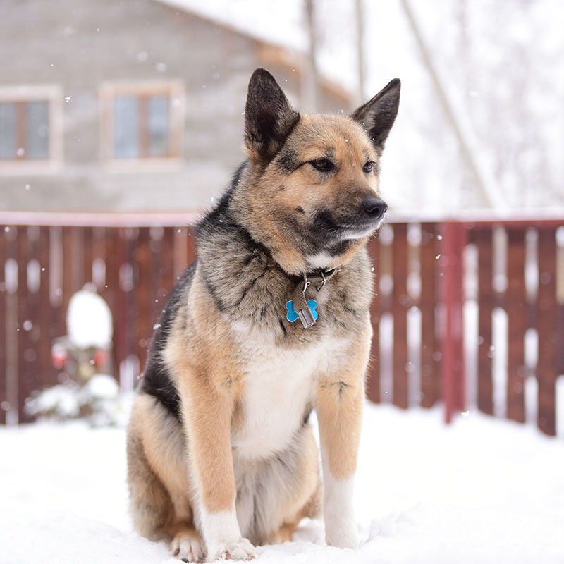 Keep Your Dog Safe During the Winter Months