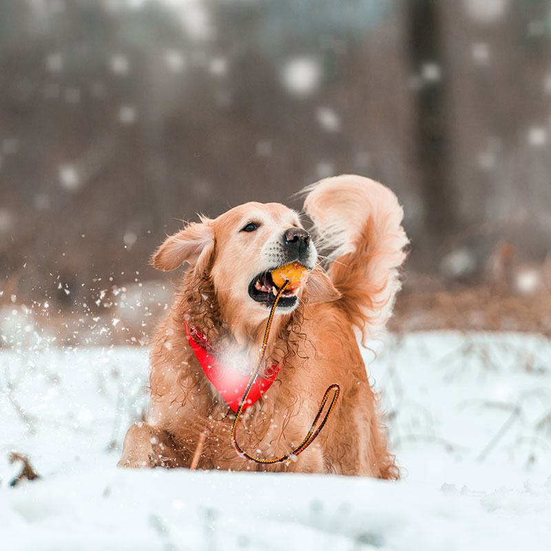 Have Fun With Your Pup This Winter With These Activities You Can Do Together