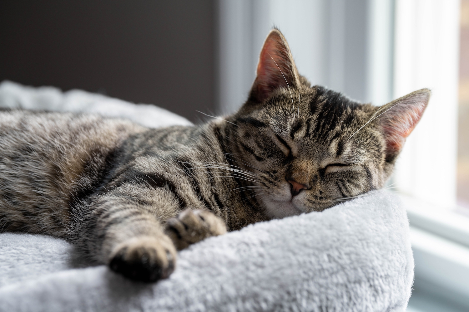 Top 7 Cat Beds To Keep Your Feline Companion Purring