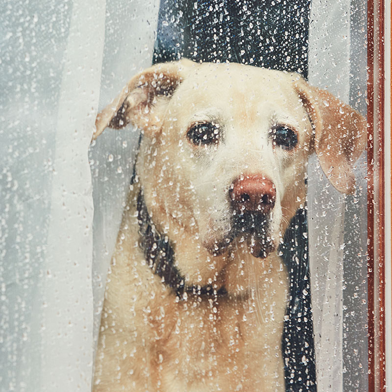 Does Your Dog Experience Seasonal Depression?