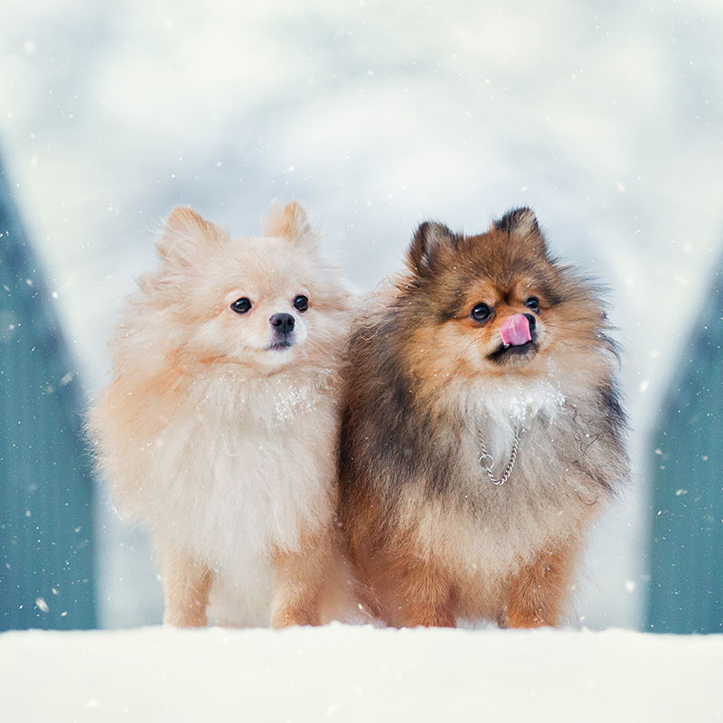 10 Big Winter Fun Ideas for Small Dogs