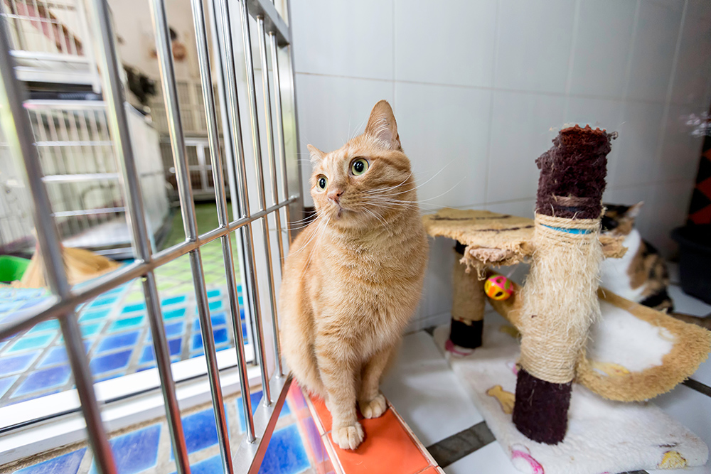 Don't Want To Board Your Pet This Holiday Season? Here Are 5 Alternatives To Consider