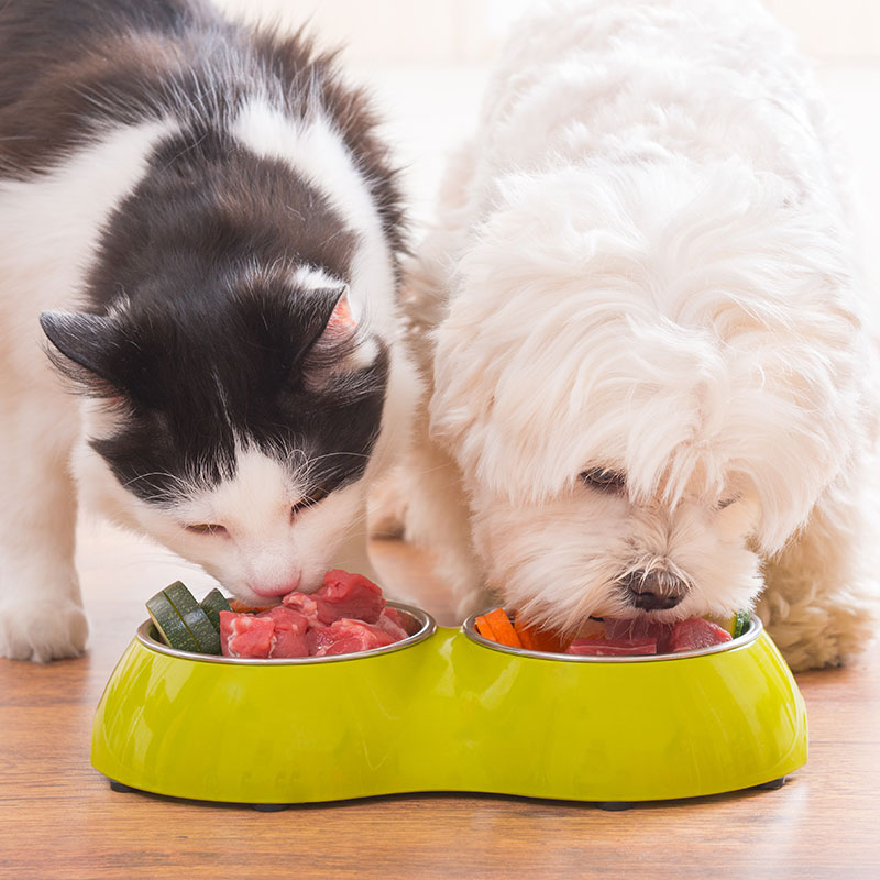 5 New Year's Resolutions for Dogs, Cats and You!
