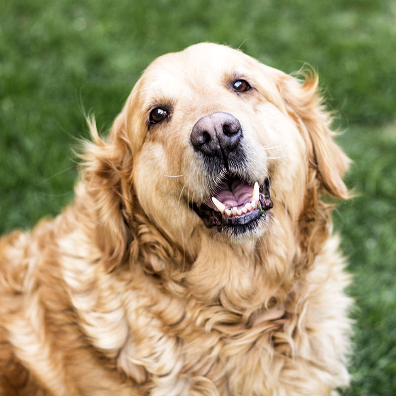 5 Tips for Socializing Your Adult Dog