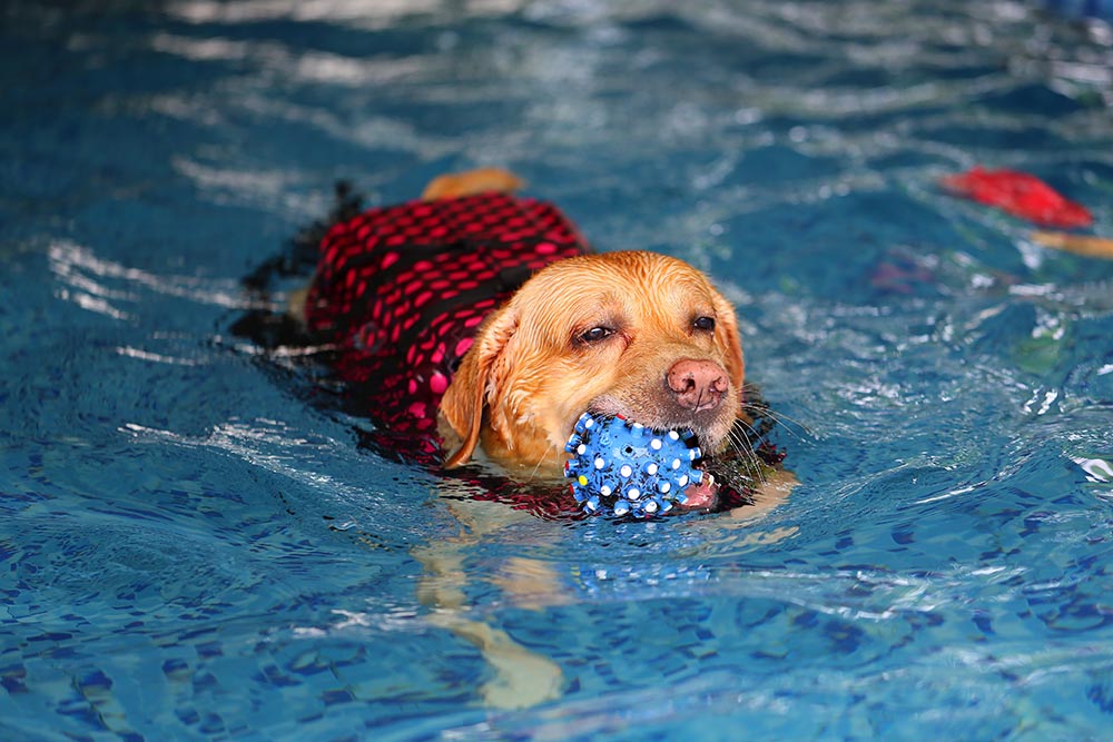 6 Best Floating Dog Toys for the Summer