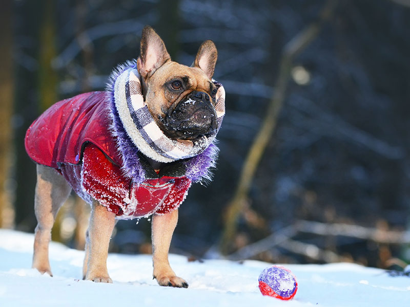 5 Fun and Vet-Approved Winter Activities To Keep Your Pets Happy and Healthy