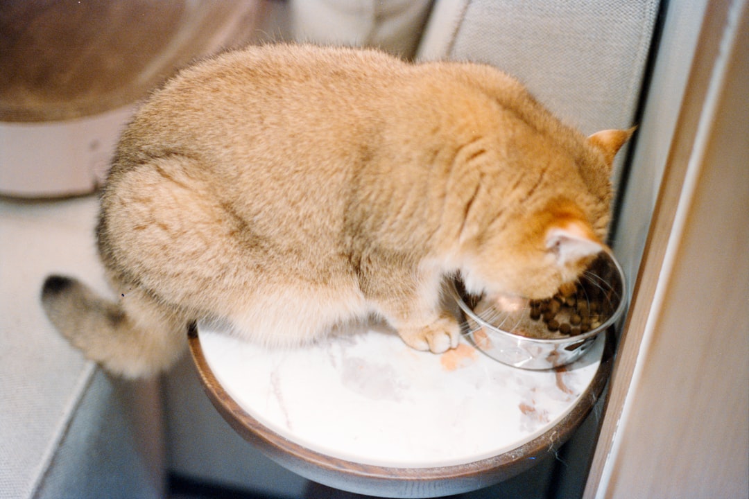 How to help your indoor cat lose weight without the drama