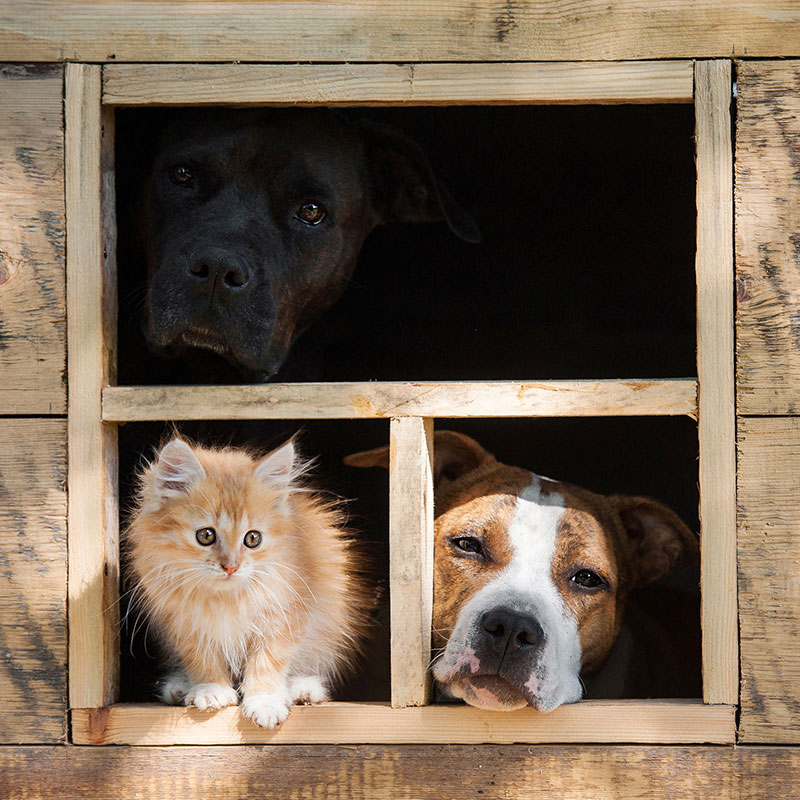 Turning Your Multi-Pet Household Into a Well-Organized Environment