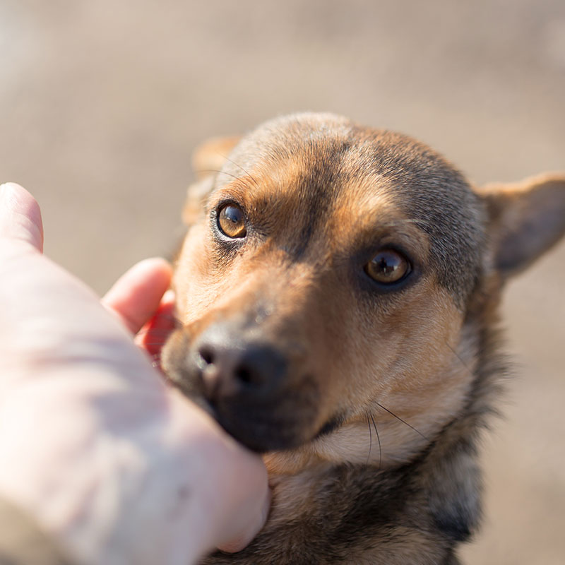 How to Earn the Trust of a Rescued or Anxious Dog