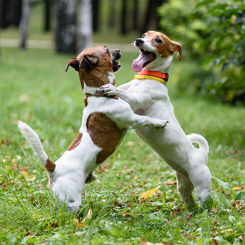 The Tips and Tricks to a Successful Dog Playdate