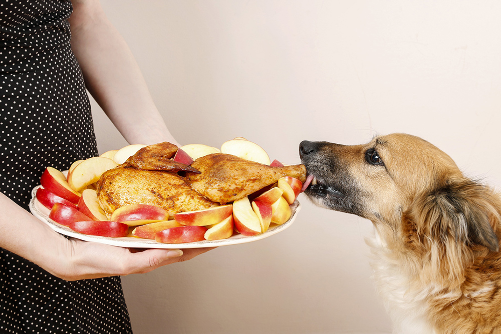 Ensuring Your Dog's Thanksgiving Is Safe With Pet-Friendly Leftovers and Snacks