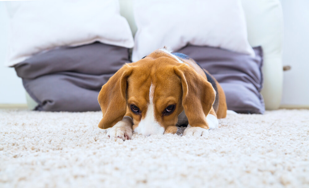 How To Get Pet Odor Out of Carpet