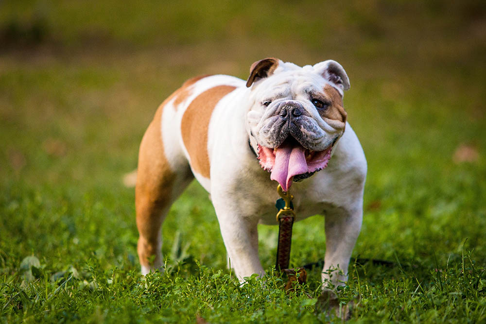 Meet the Dog Breed: English Bulldog