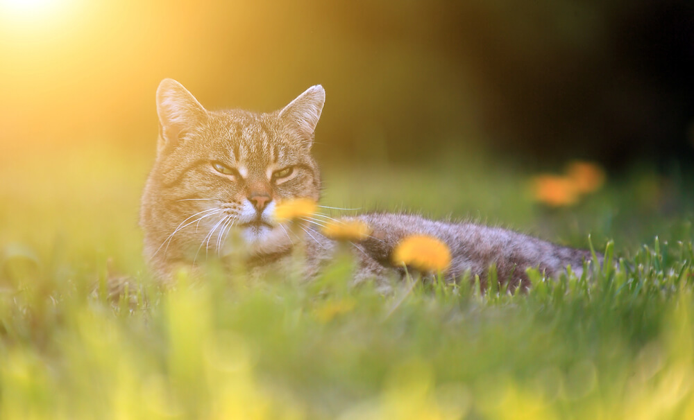 What Can I Give My Cat for Allergies?