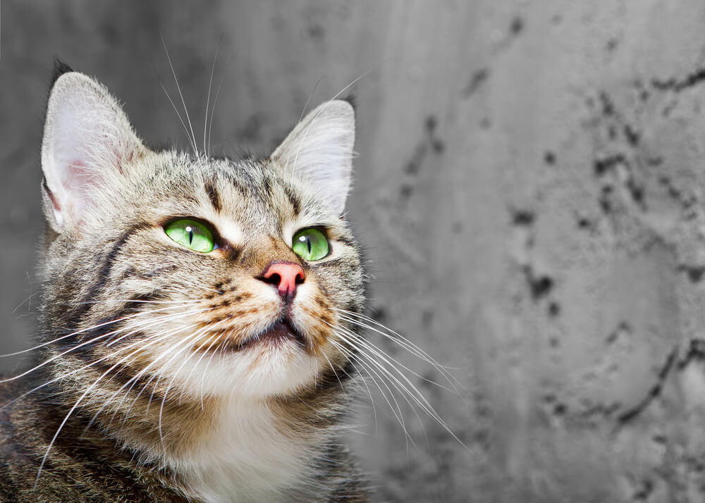 Why Do Cats Need Whiskers?
