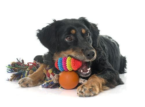 Proper Pet Toy Maintenance