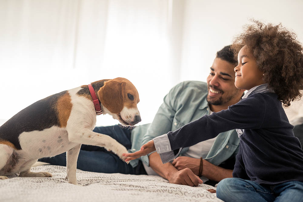 How To Introduce New Pets to Your Children
