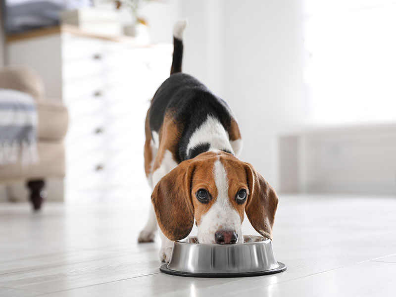 Bowl Guide: How To Pick the Right Dog Bowl