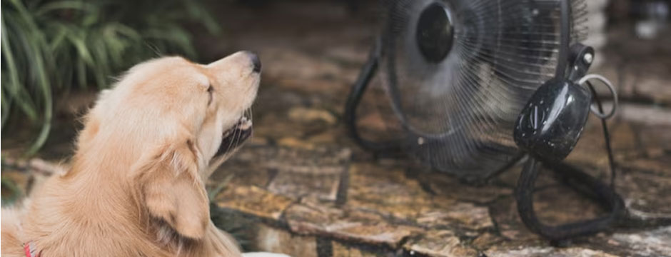 Best Cooling Products For Your Dog This Summer
