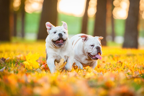 What to Do With an Active Dog When Itâ€™s Cold Out