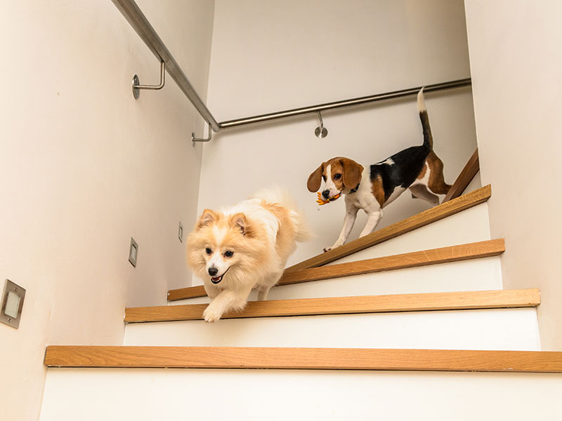 How To Teach Your Dog To Climb Stairs