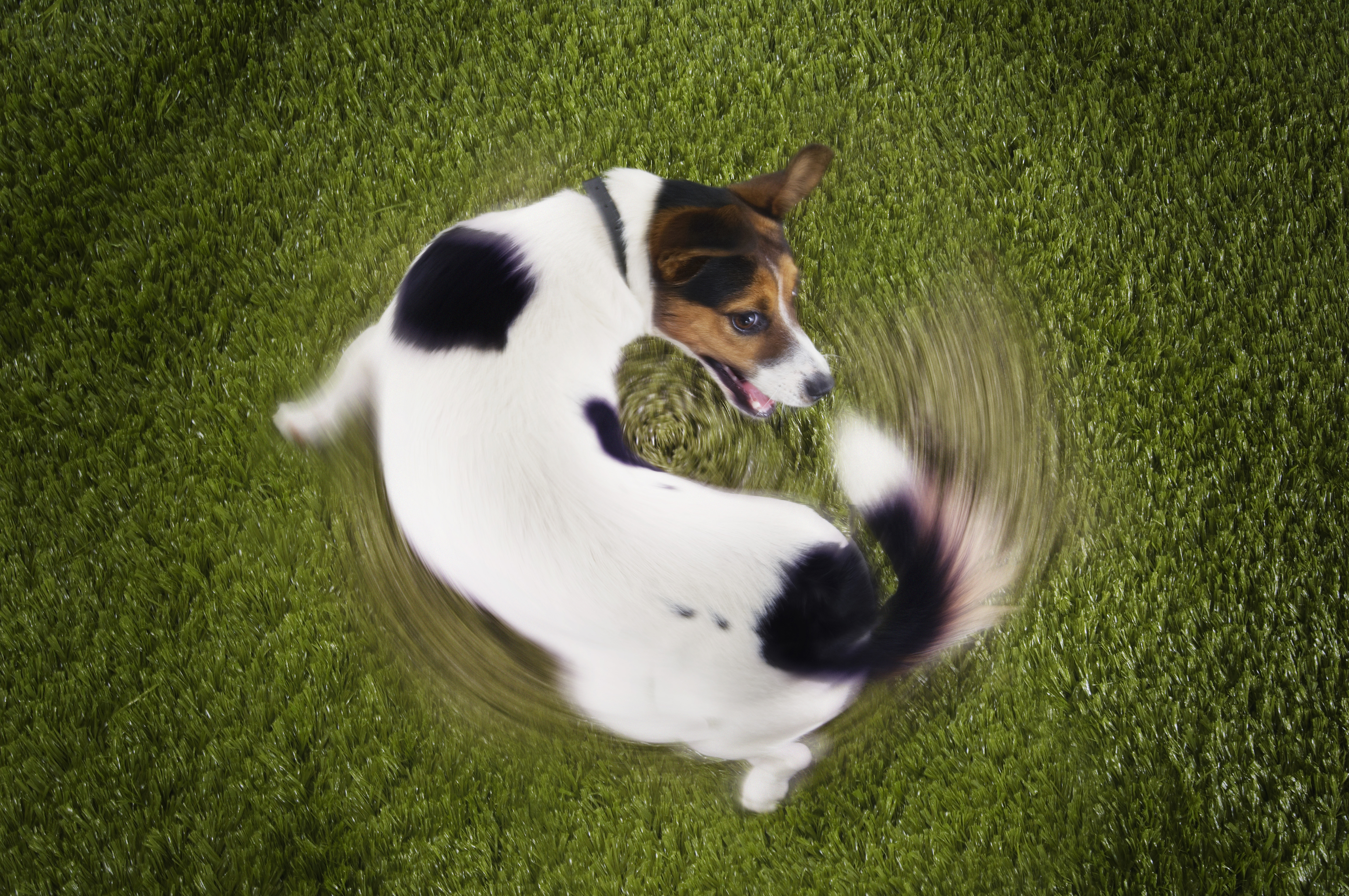 Why Dogs Chase Their Tails