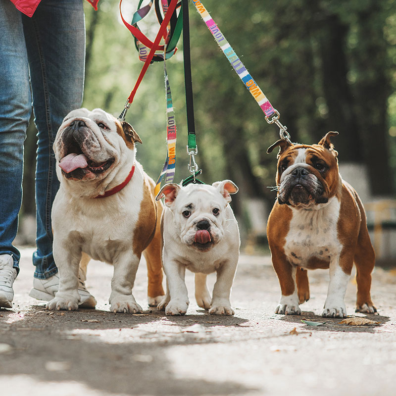 How to Celebrate National Dog Day
