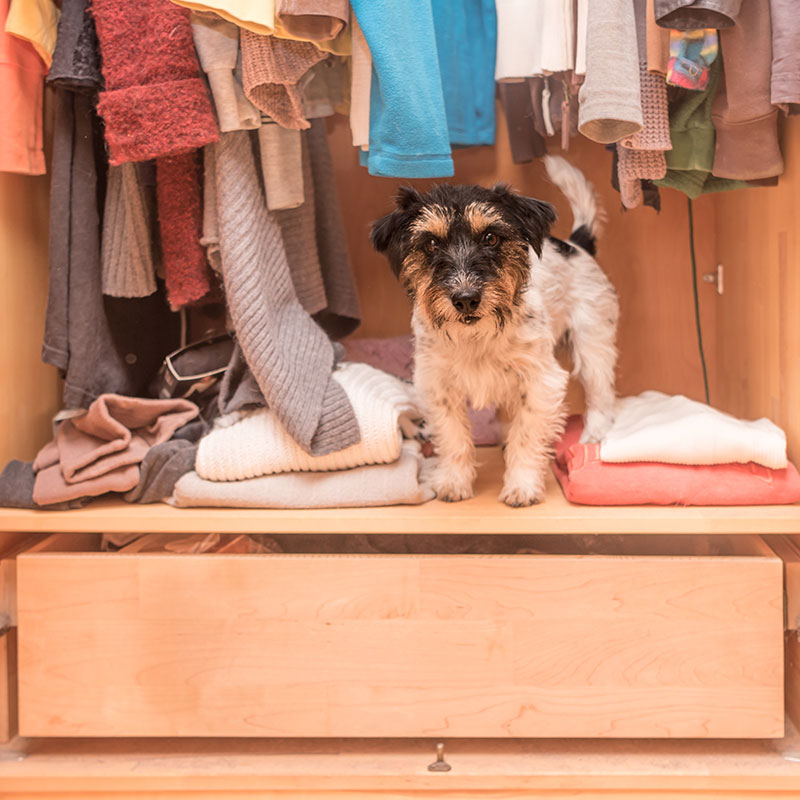 Keeping Your Pet Stuff Organized