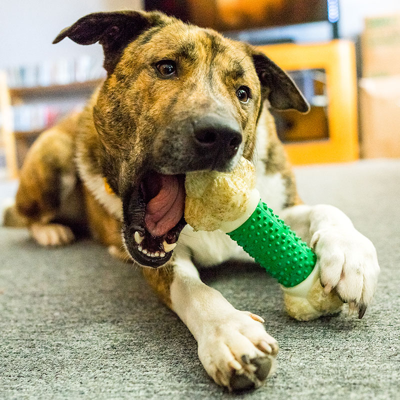 Channel Your Dog's Chewing Instincts in a Positive Way