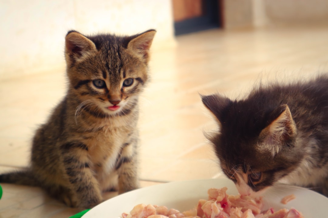 Happy Kitten, Happy Tummy: Our Favorite Sensitive Stomach Kitten Foods